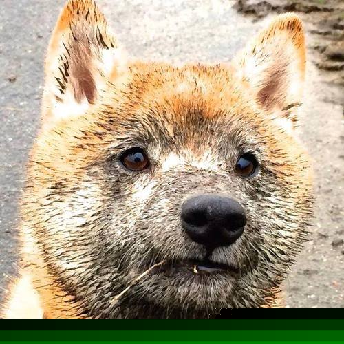 双城记，药厂逆袭与熊皇主宰，绿茵场上的冰与火之歌