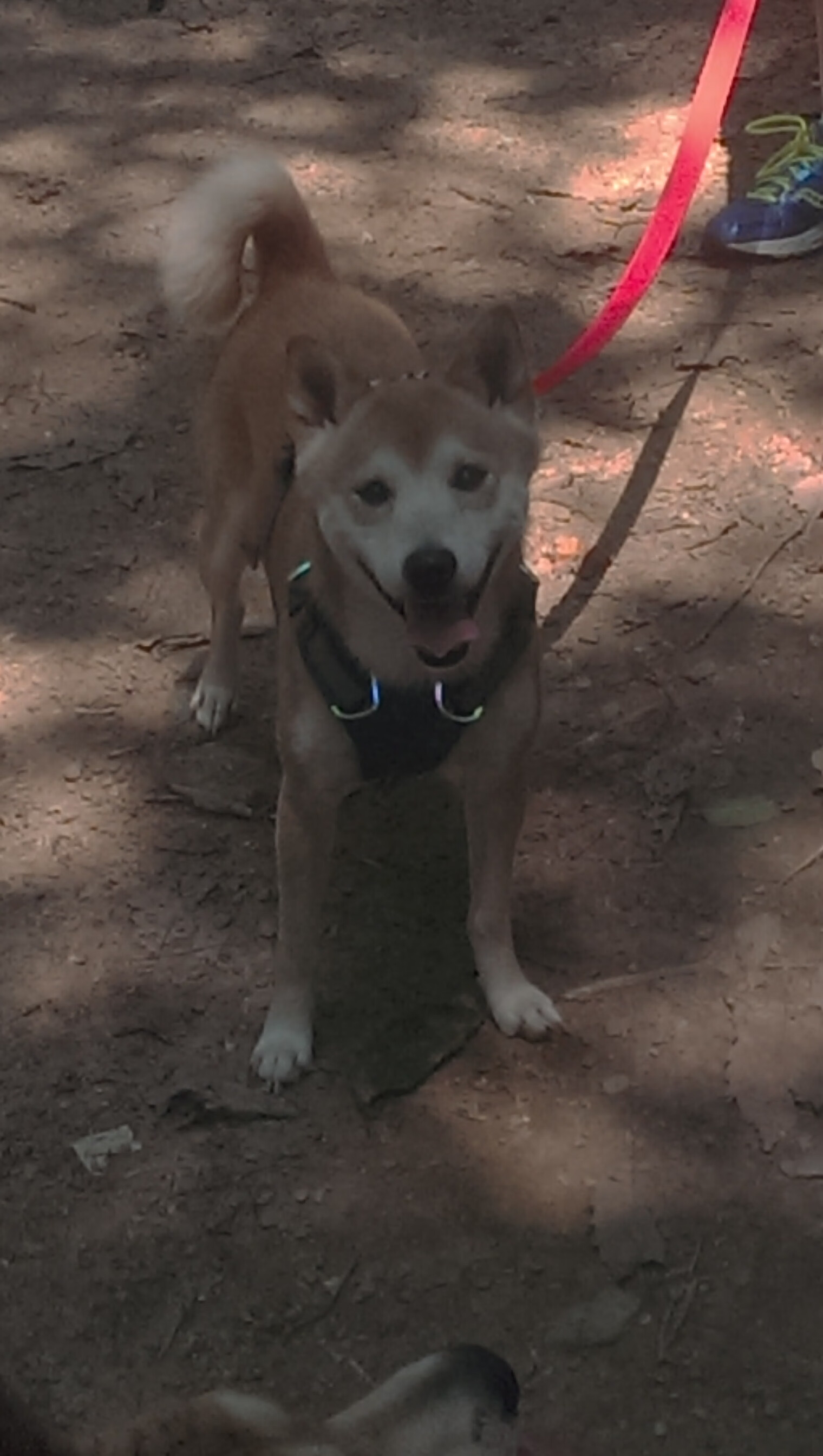 维也纳风暴席卷斯堪的纳维亚,奥地利队战术碾压,老将波尔点燃冰火战场