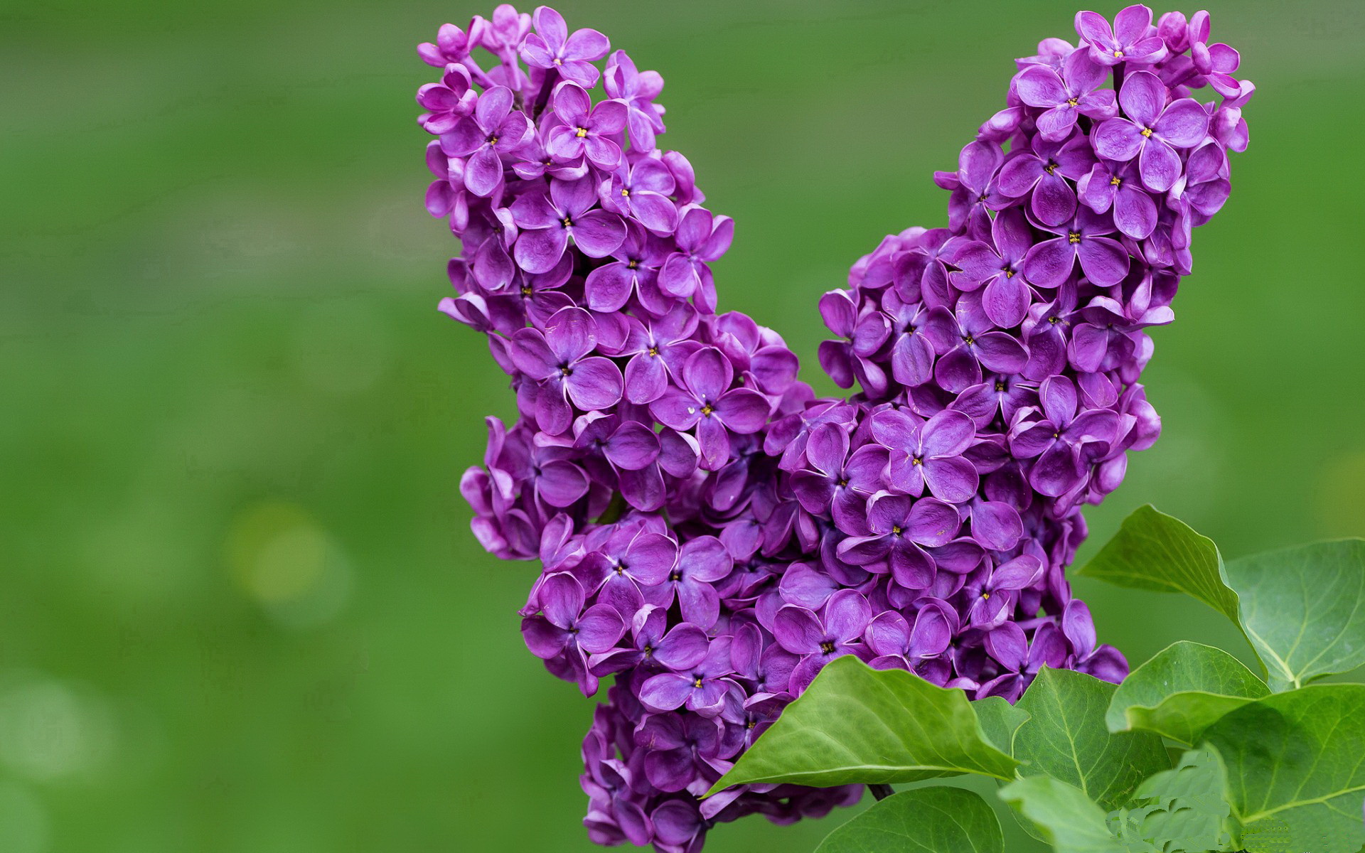 血色与草绿，2024年春天，两个补时改变足球史走向的周末