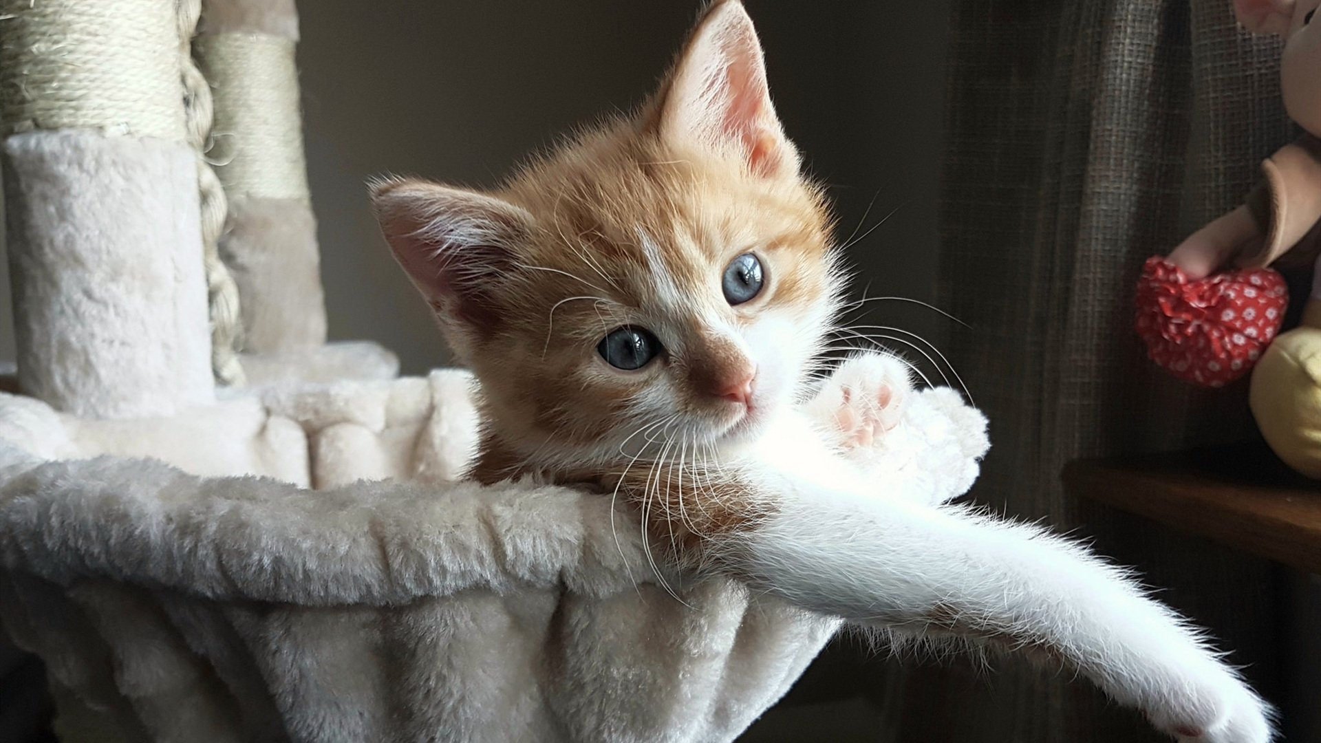 焦点之战马克西闪耀，太阳正面击溃开拓者迎来连胜