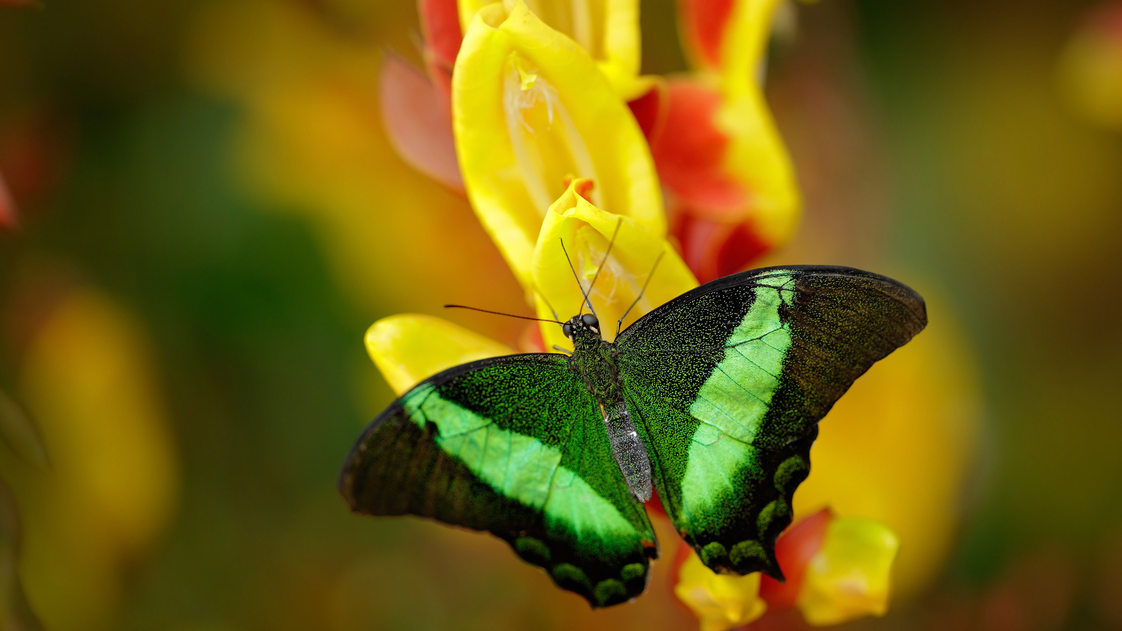 赛道风云骤变,篮球场上的爆胎时刻,黄蜂逆袭广东,一场F1式的年度争冠焦点战