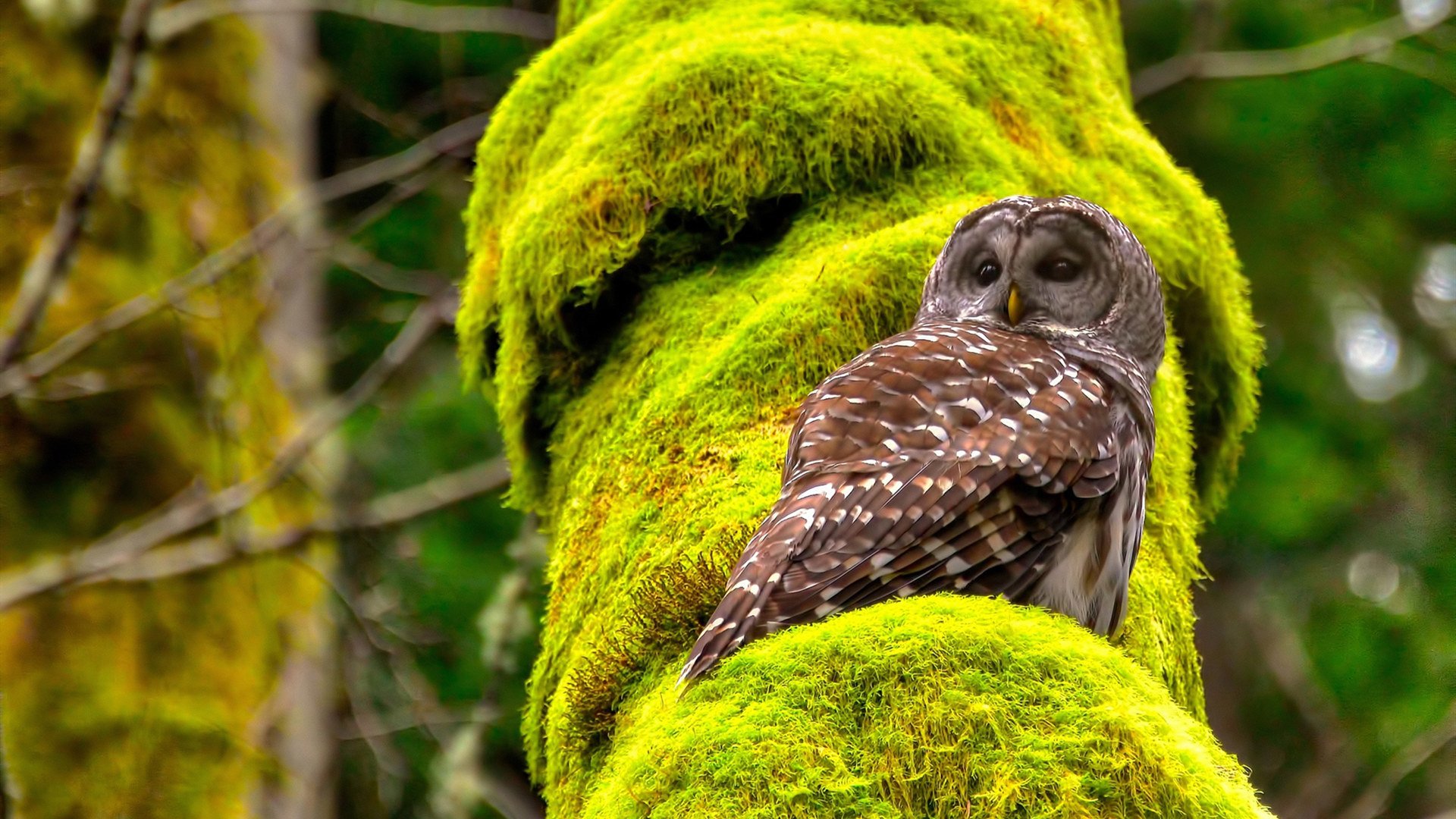 主裁判提前离场后,班凯罗在夜空中写下了唯一的法则