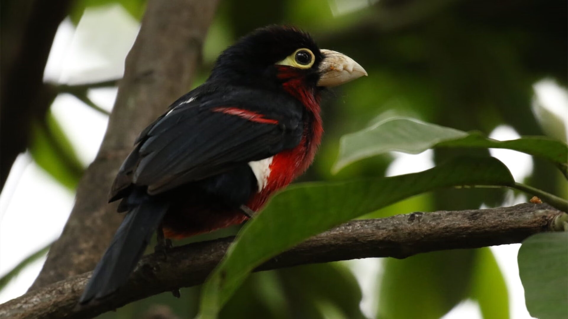 格列兹曼加时定乾坤，奥地利力克埃及惊险取胜