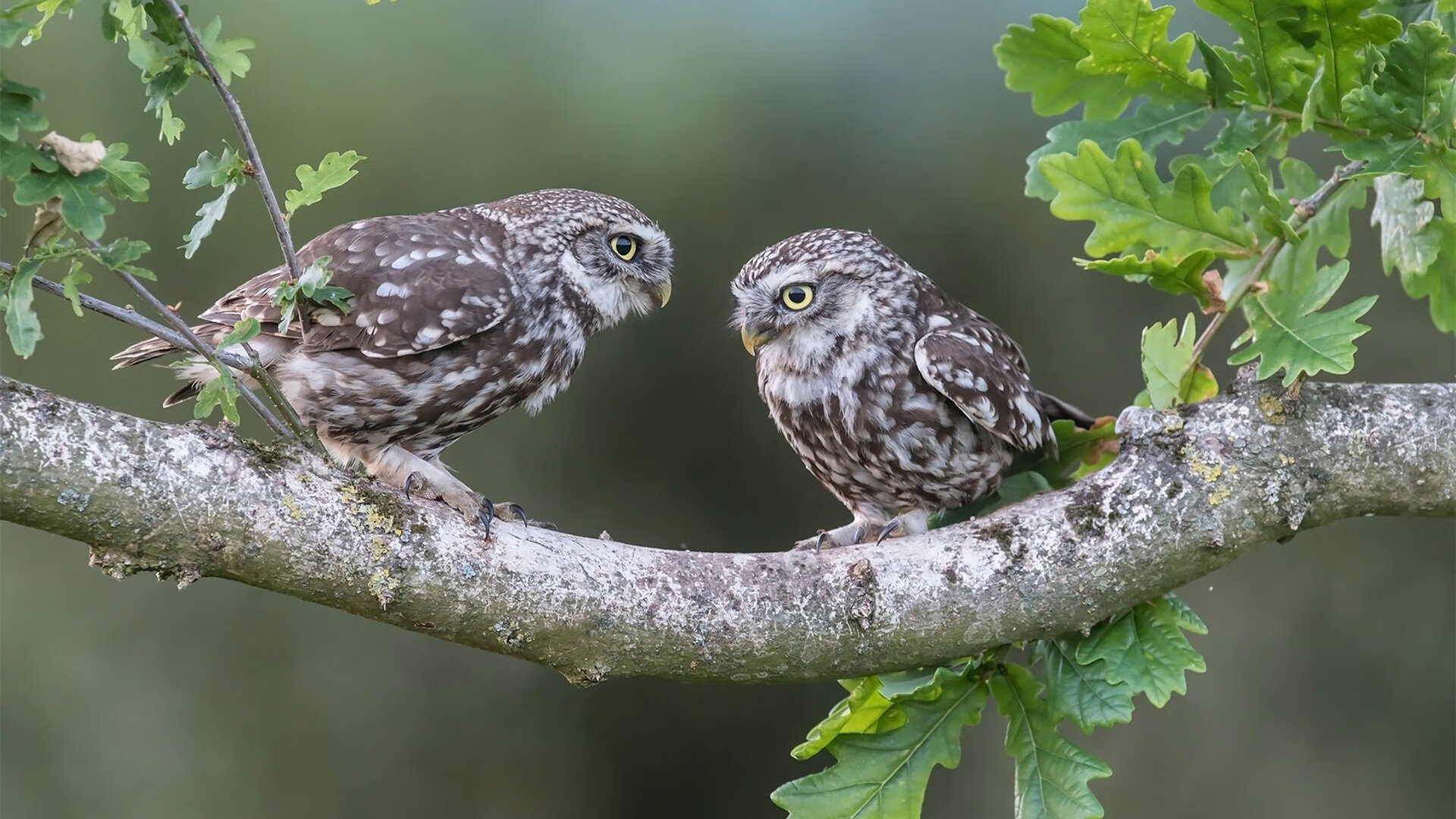 十字路口的舞者，久保建英在希腊与巴西之战中的攻防转换艺术