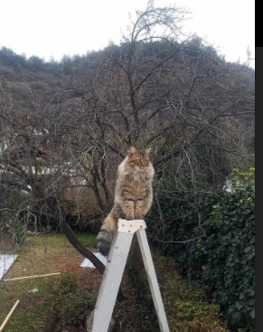 当极北雷鸣遇上西域风暴，班凯罗的降维打击