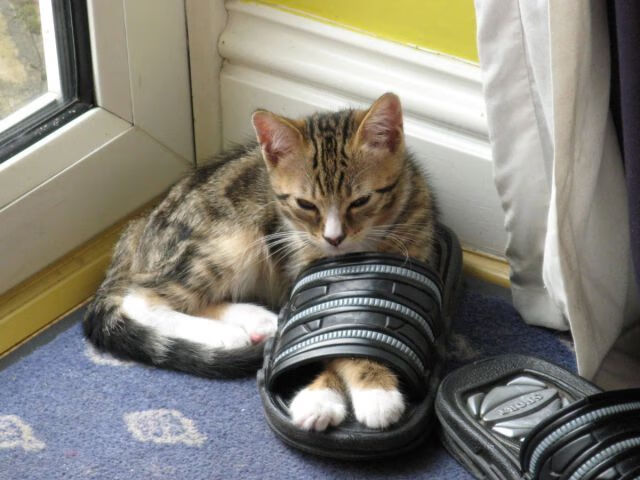 奥德赛在绿茵场，格纳布里如何用一节比赛为马赛拉开墨西哥的史诗篇章